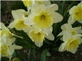 narcisi